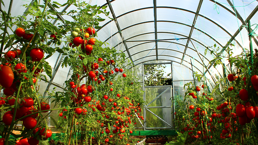 vinnenco-Residential-Greenhouse-Heating-img-2